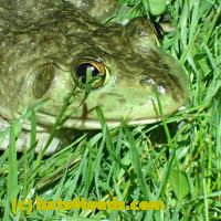 /home//u458753944/public_html/sourcegallery//Frogs/More bullfrogs/P6020052.JPG